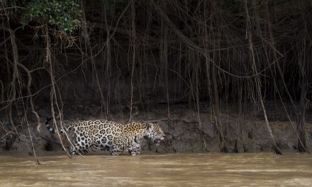 Homeland Security for Jaguars