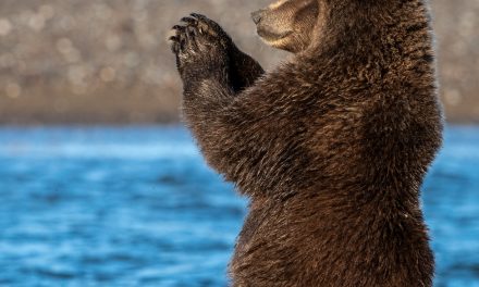 Wildlife Photo of the Week: Praying for Salmon