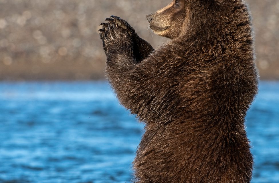 Wildlife Photo of the Week: Praying for Salmon