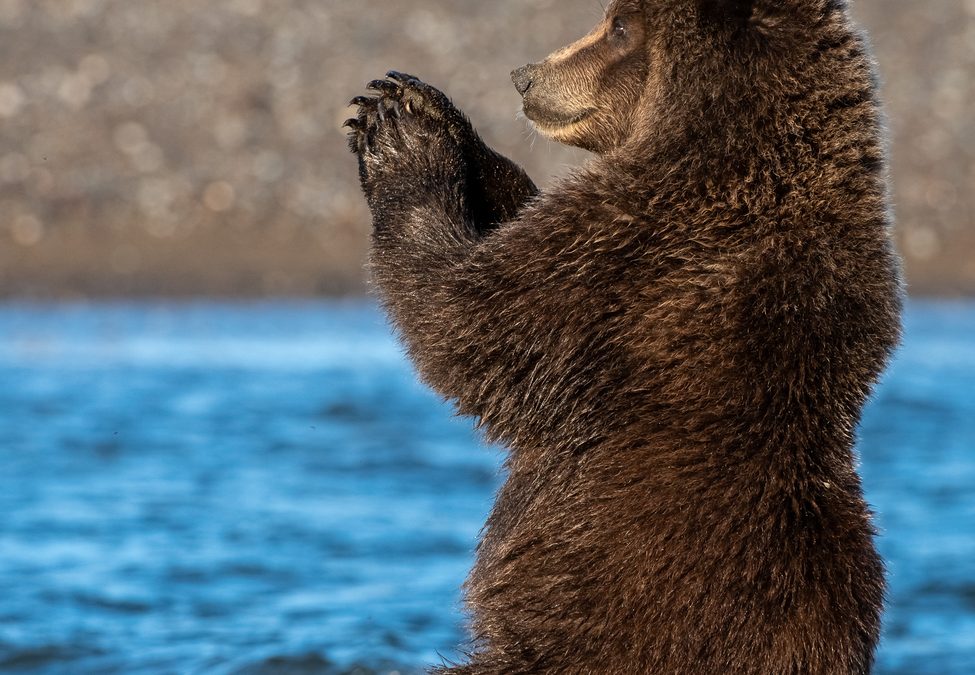 Wildlife Photo of the Week: Praying for Salmon