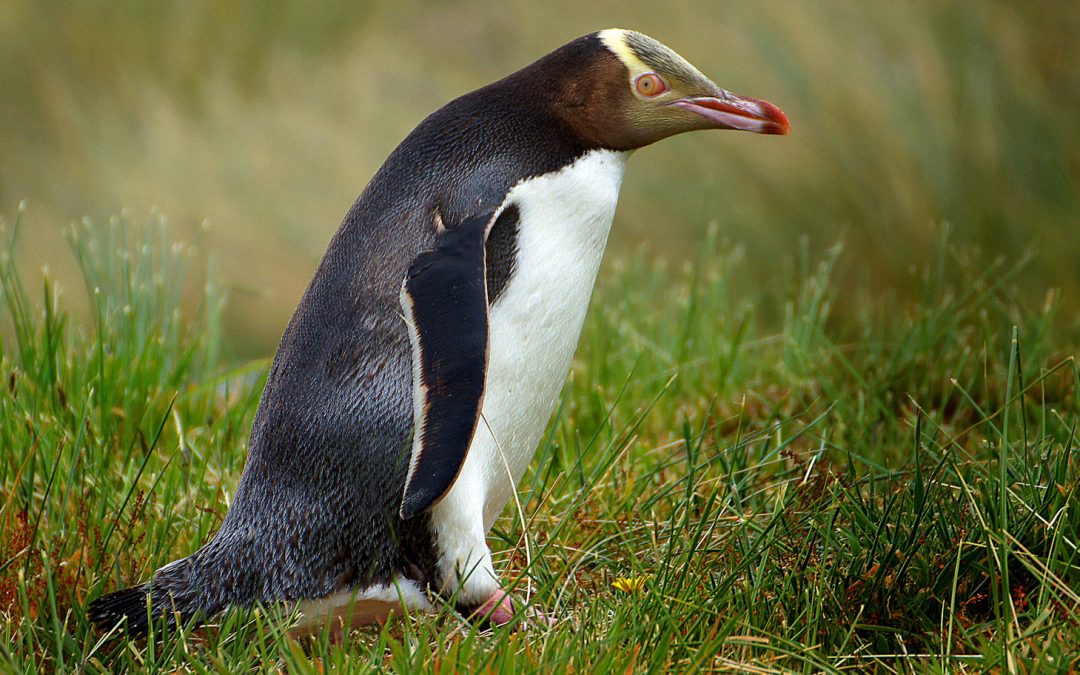 Videos: The Penguin Paths of New Zealand