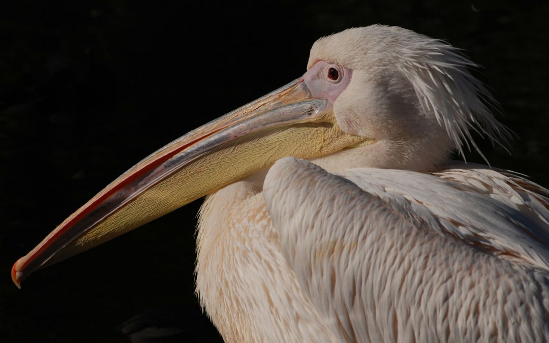 Video: Watch as a Pelican in Africa Learns to Fly Again