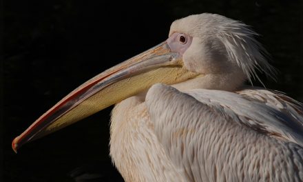 Video: Watch as a Pelican in Africa Learns to Fly Again