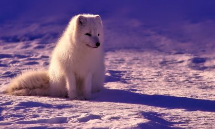 There is Life in the Ice, and It’s Got a Message about Climate Change