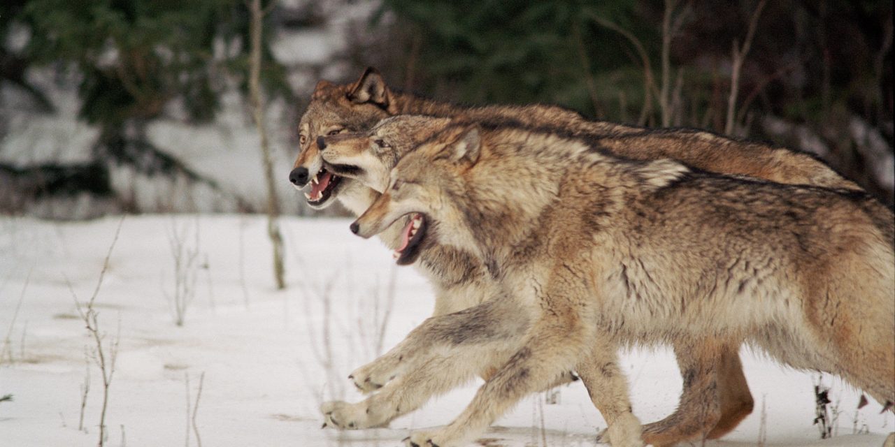 How Yellowstone Got its Groove Back