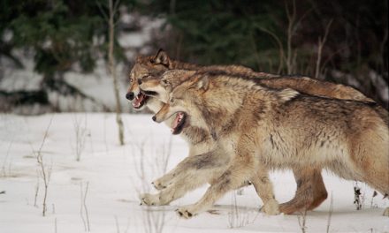How Yellowstone Got its Groove Back