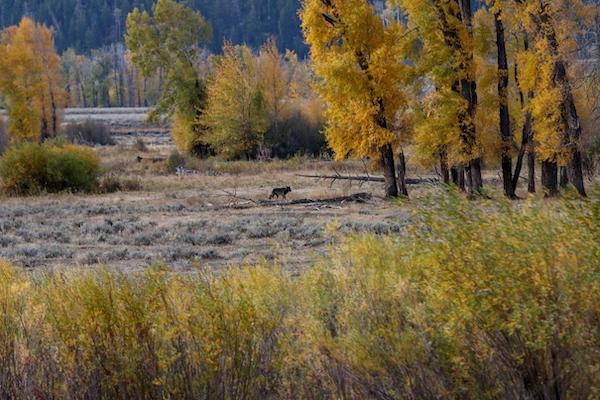 Black wolf with aspen trees.
