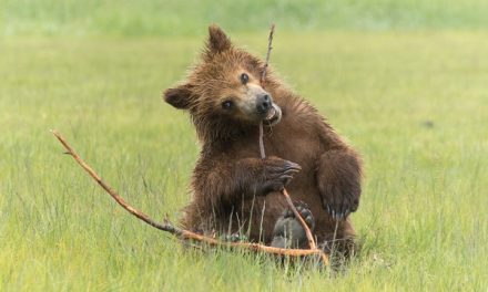 Photographing Wild Bears in Alaska