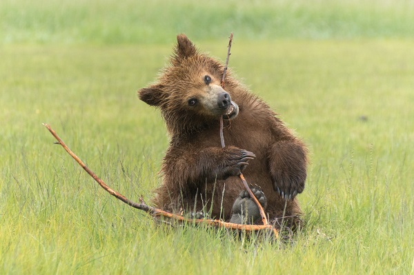 Photographing Wild Bears in Alaska