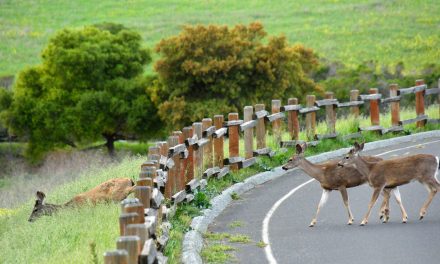 Self-Driving Vehicles Could Save Animal Lives