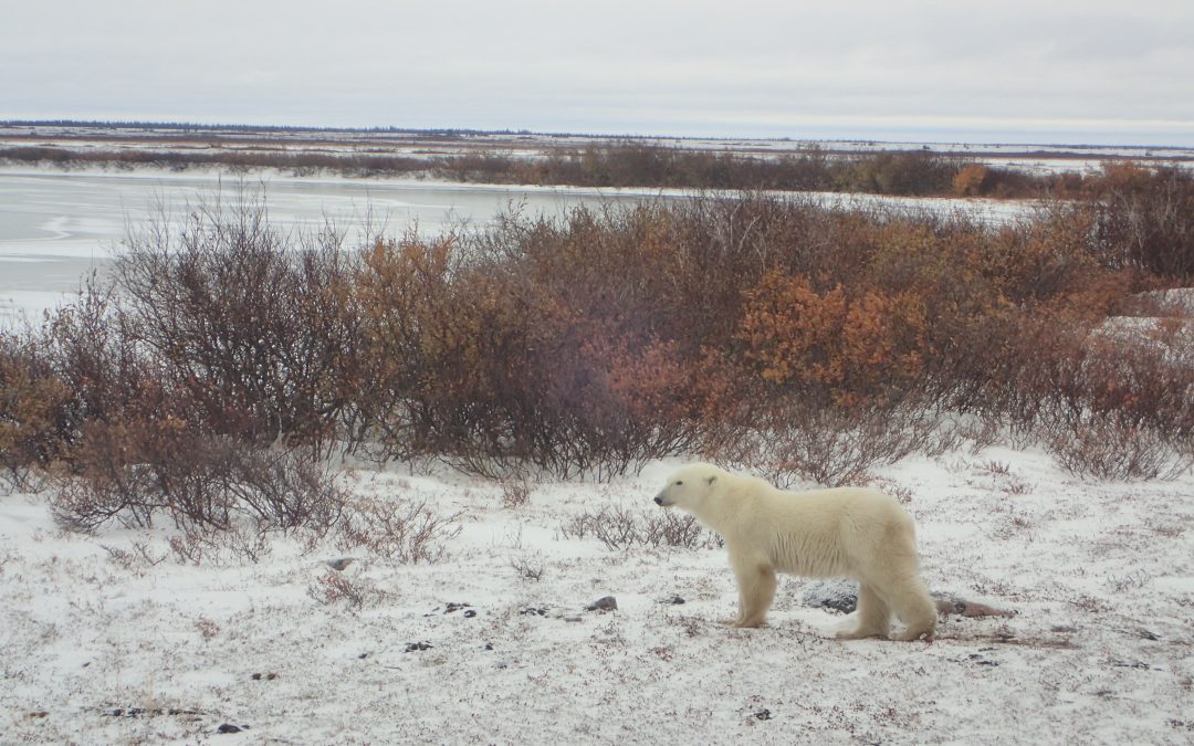 The Lure of Churchill, Canada