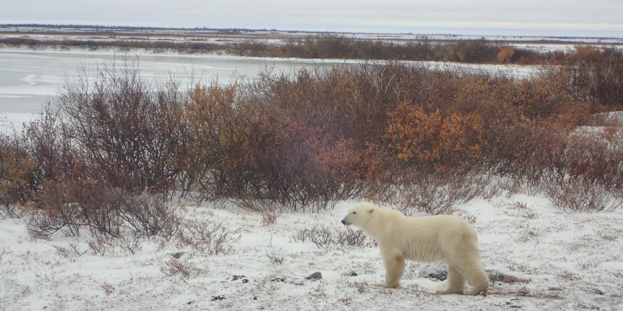 The Lure of Churchill, Canada