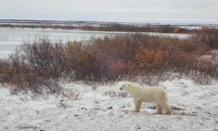 The Lure of Churchill, Canada