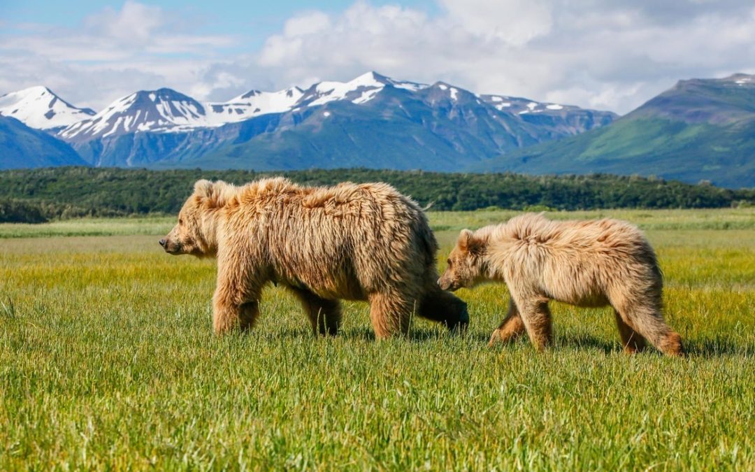 Wildlife Photo of the Week: Brown Bear Mother & Cub