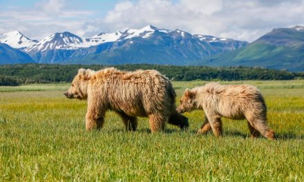 Wildlife Photo of the Week: Brown Bear Mother & Cub