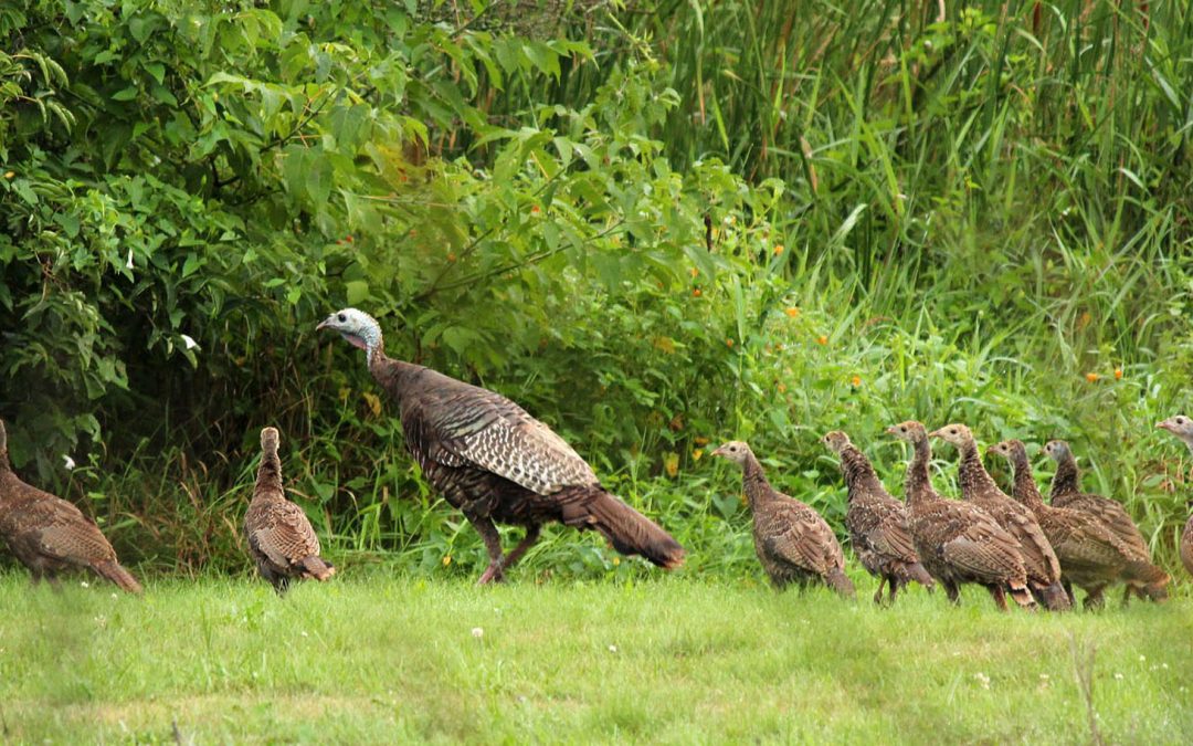 Video: Literally “Talking Turkey” on This Thanksgiving