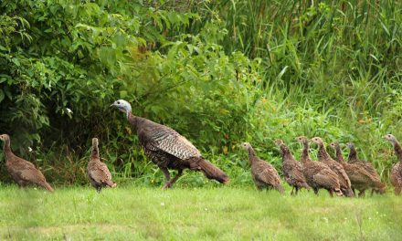 Video: Literally “Talking Turkey” on This Thanksgiving