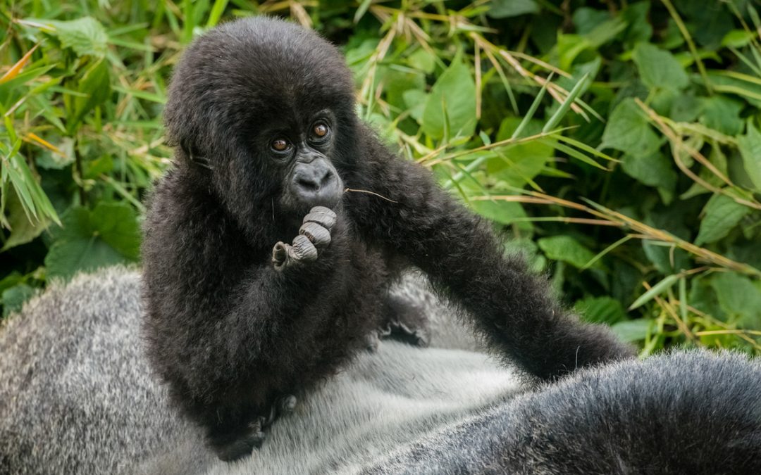 Wildlife Photo of the Week: Sitting on Dad’s Back
