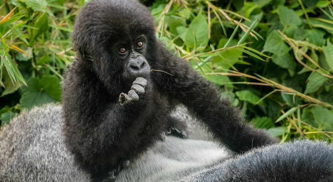 Wildlife Photo of the Week: Sitting on Dad’s Back