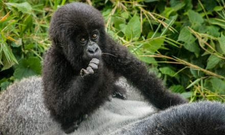 Wildlife Photo of the Week: Sitting on Dad’s Back