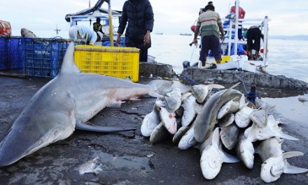 Ugo in Shark City | Olaf’s Corner