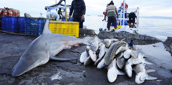 Illegal shark finning