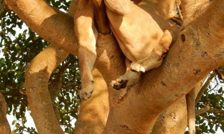 Wildlife Photo of the Week: Sleeping Lion