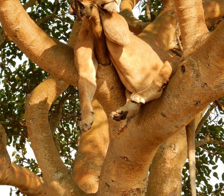 Wildlife Photo of the Week: Sleeping Lion