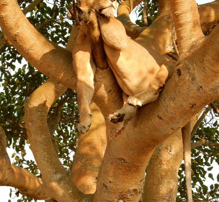 Wildlife Photo of the Week: Sleeping Lion