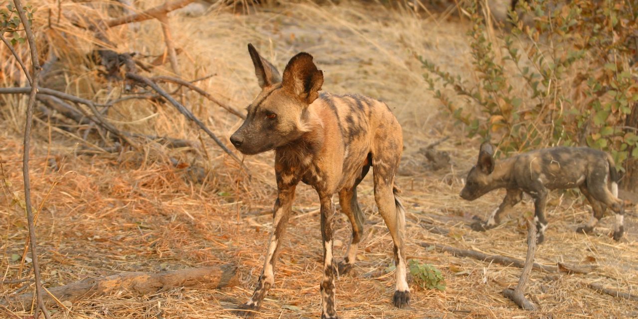 A Sneeze is Worth a Thousand Words