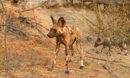 A Sneeze is Worth a Thousand Words