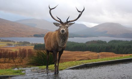 Scotland Doctors Are Now Officially Prescribing Nature