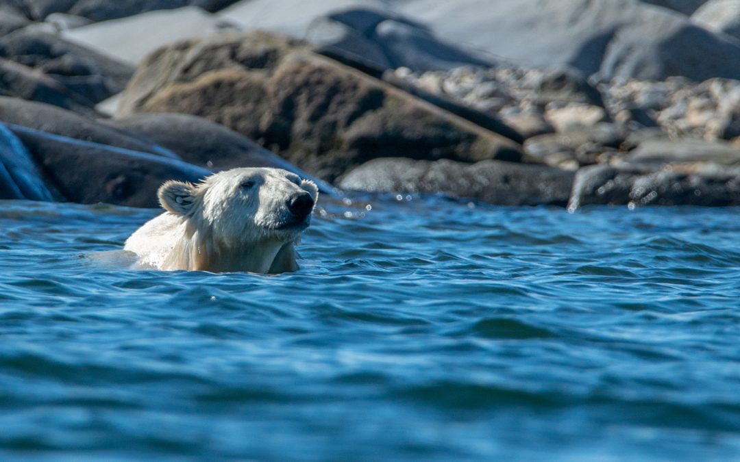 Video: Using Drone Photography to Protect the Arctic