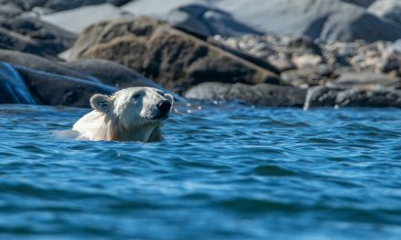 Video: Using Drone Photography to Protect the Arctic