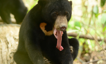 A Sunny Future for Nat Hab’s Adoptee: Wawa the Sun Bear