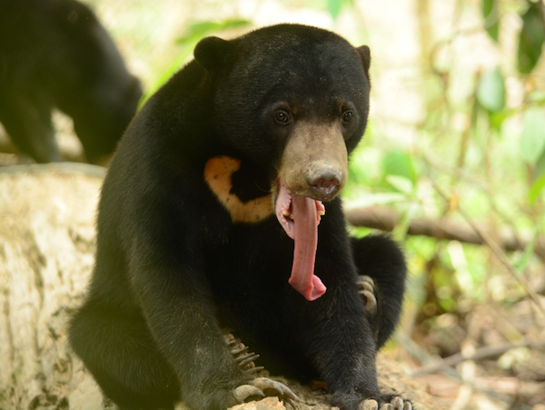 Wawa the sun bear showing off her long tongue -BSBCC