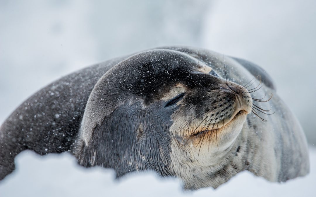 Wildlife Photo of the Week: Weddell Seal