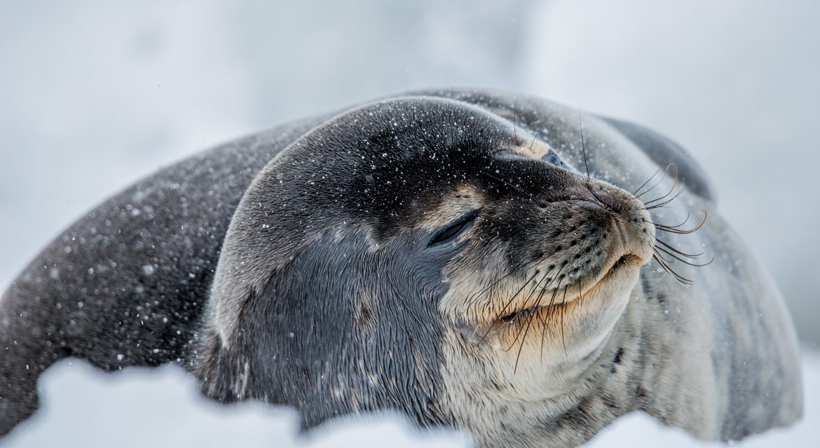 Wildlife Photo of the Week: Weddell Seal