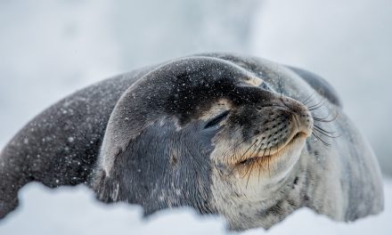 Wildlife Photo of the Week: Weddell Seal
