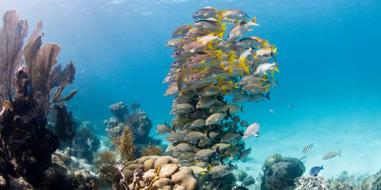 Celebrate 2018 Conservation Wins in these Five Places