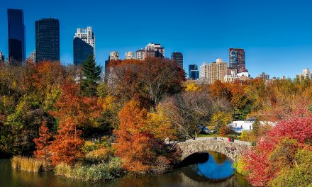 Losing Urban Trees—and the Wildlife that Depends on Them