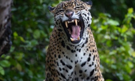 Wildlife Photo of the Week: Jaguar in Brazil