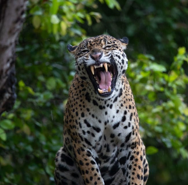 Wildlife Photo of the Week: Jaguar in Brazil