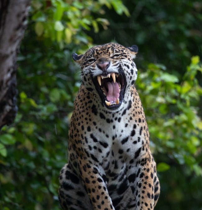 Wildlife Photo of the Week: Jaguar in Brazil
