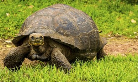 Videos from the Galapagos
