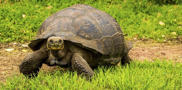 Videos from the Galapagos