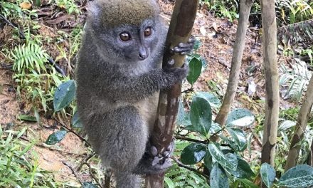 Memories of Madagascar