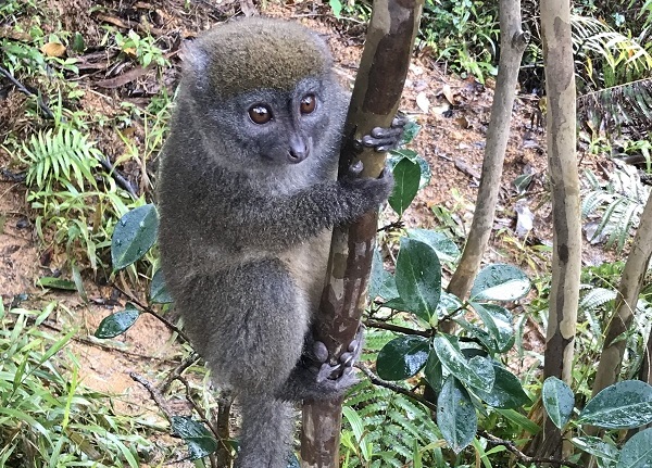 Gray bamboo lemur in Madagascar