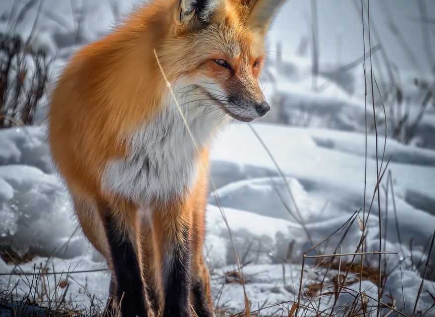 Wildlife Photo of the Week: Red Fox in Yellowstone