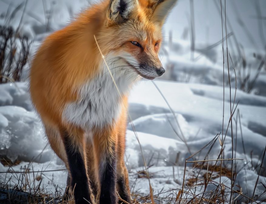 Wildlife Photo of the Week: Red Fox in Yellowstone